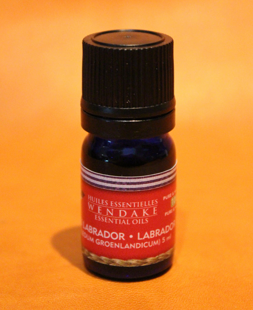 Labrador Tea (Ledon groenlandicum)